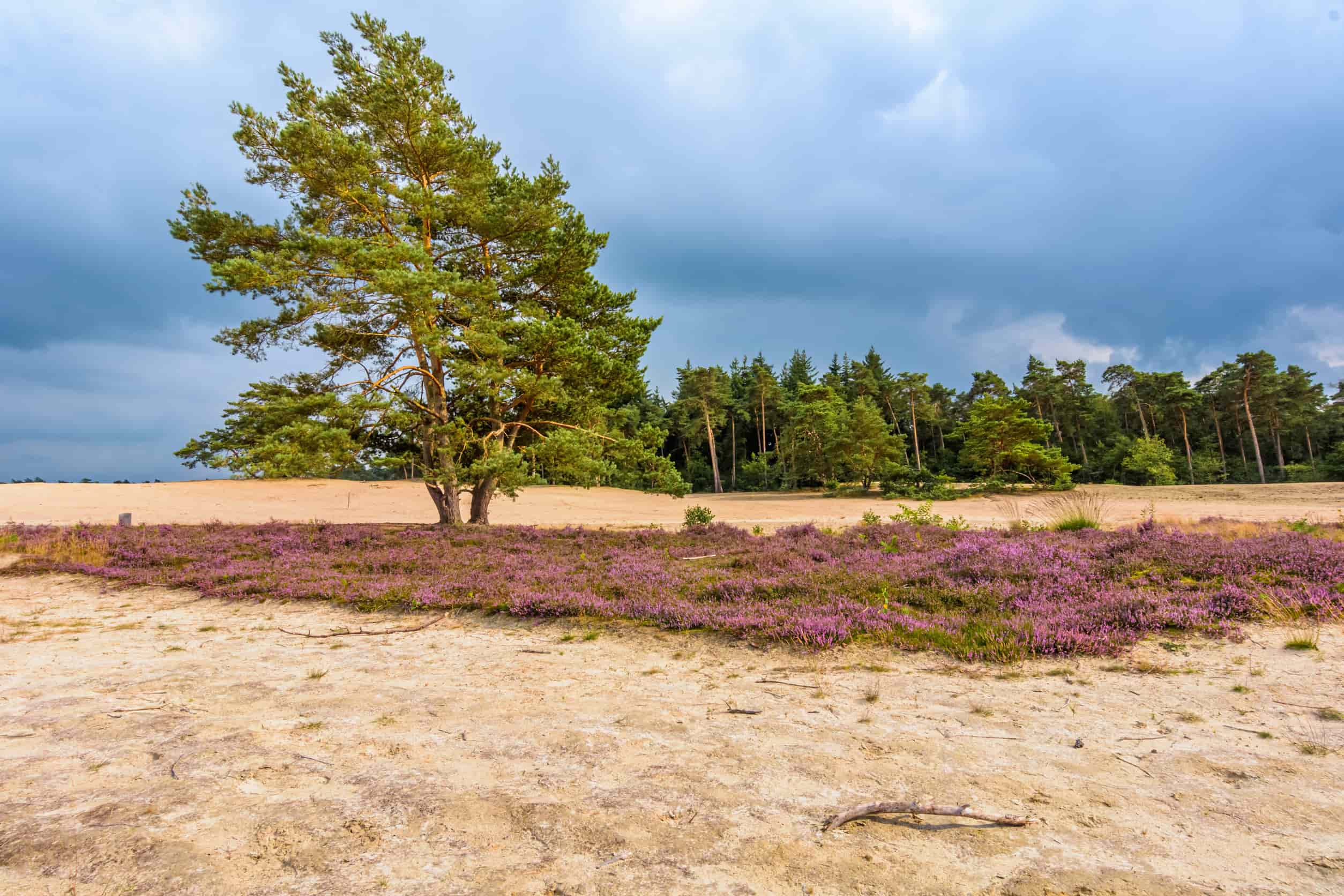 Basecamp wandelen in Nederland Hei Overijssel